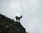 Cliccando si effettua lo zoom